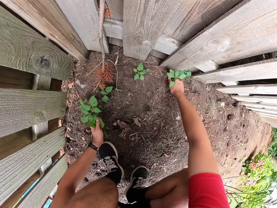 First-person view pulling weeds beside a wooden fence